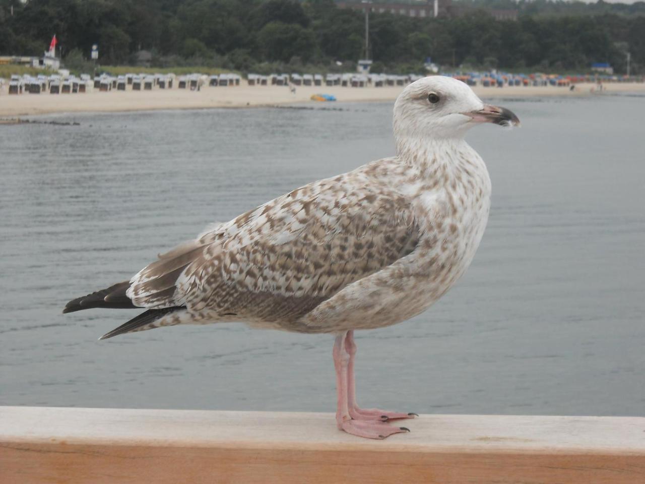 Ostseele - Tosi Apartment Timmendorfer Strand